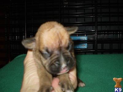 Puppies in IA