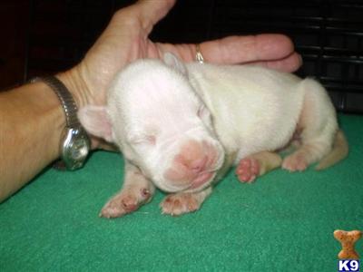 Puppies in IA