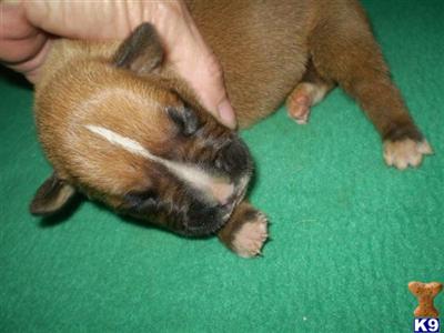 Puppies in IA