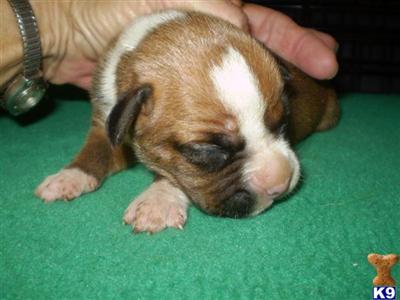 Puppies in IA