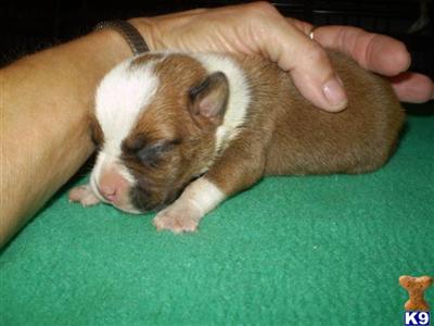 Puppies in IA
