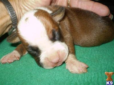 Puppies in IA