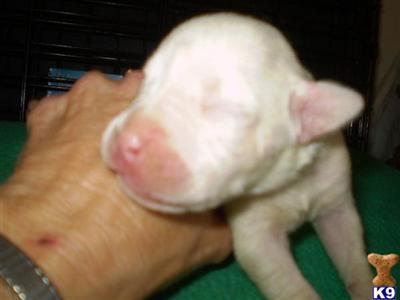 Puppies in IA