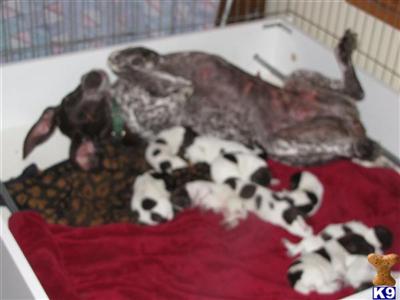 German Shorthaired Pointer Puppies for Sale