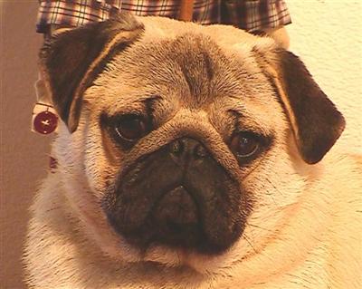 Stud Dogs - Pug