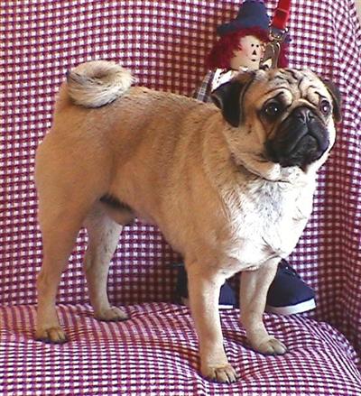 Stud Dogs - Pug