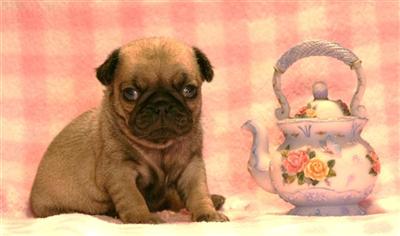 Pug Puppies for Sale
