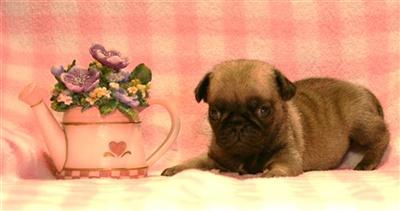 Pug Puppies for Sale