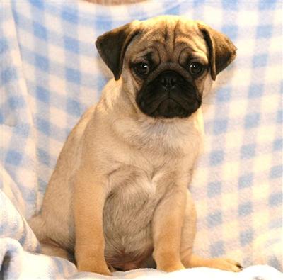 Pug Puppies for Sale