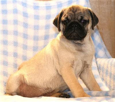 Pug Puppies for Sale