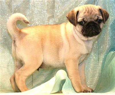 Pug Puppies for Sale