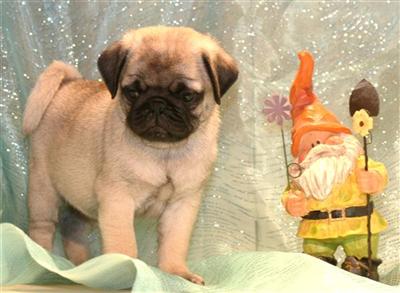 Pug Puppies for Sale