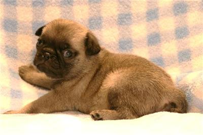 Pug Puppies for Sale