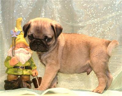 Pug Puppies for Sale