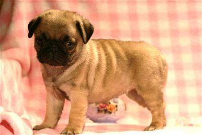 Puppies for Sale