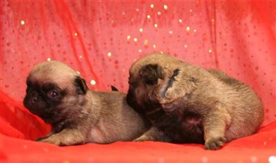Puppies for Sale