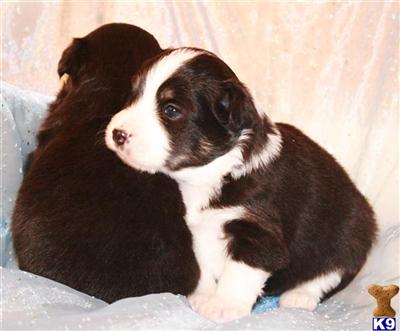 Miniature Australian Shepherd Puppies for Sale