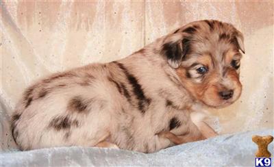 Miniature Australian Shepherd Puppies for Sale