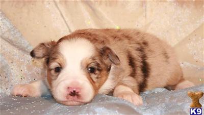 Miniature Australian Shepherd Puppies for Sale