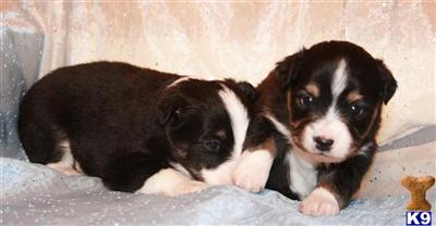 Miniature Australian Shepherd Puppies for Sale