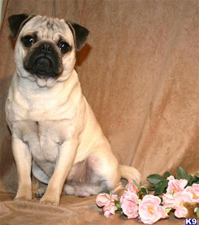 Pug Puppies for Sale
