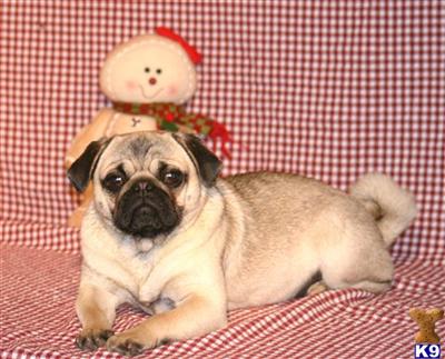 Pug Puppies for Sale
