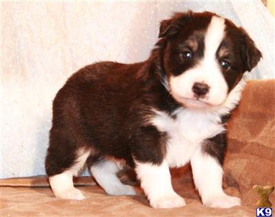 Puppies in Austin