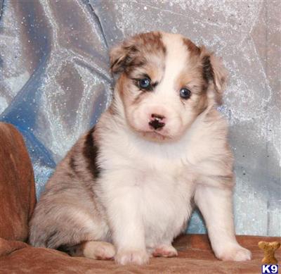 Puppies in Austin