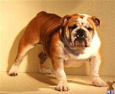 Stud Dogs - English Bulldog