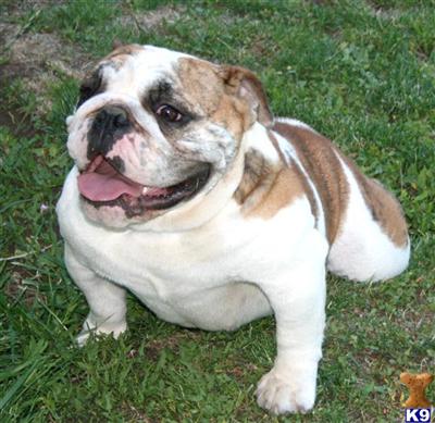Dogs for Sale