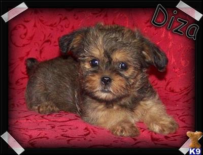 Brussels Griffon Puppies for Sale