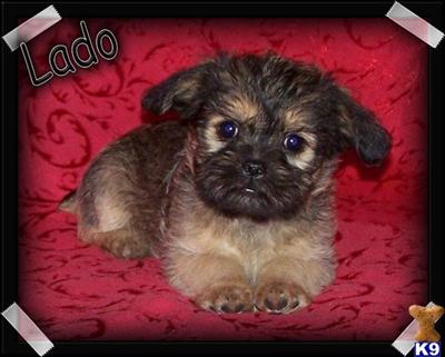 Brussels Griffon Puppies for Sale