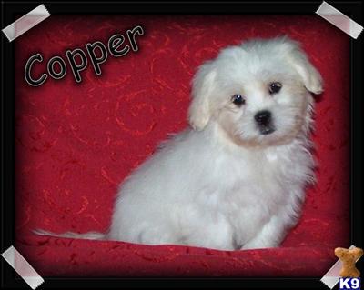 Maltipoo Puppies for Sale