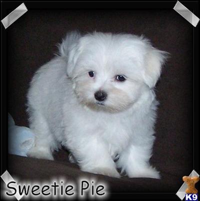 Puppies in MO