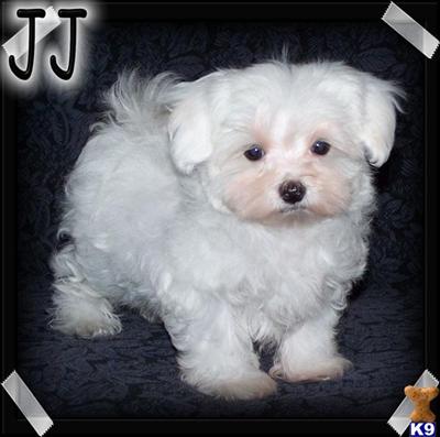 Puppies in MO