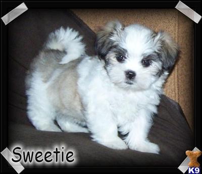 Puppies in MO