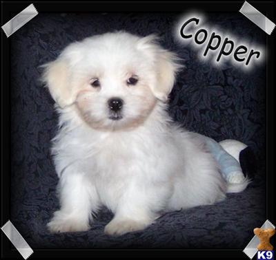 Puppies in MO