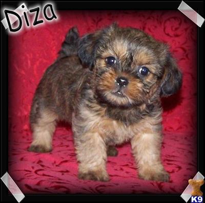 Puppies in MO