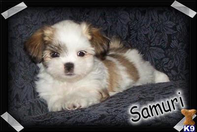 Puppies in MO