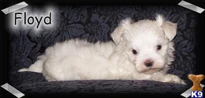 Puppies in MO