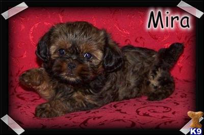 Puppies in MO