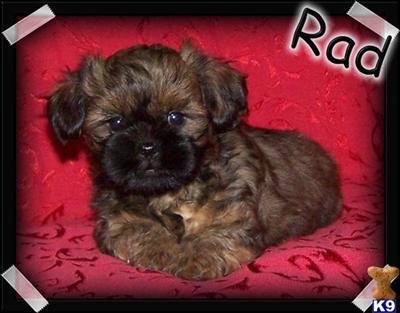 Puppies in MO