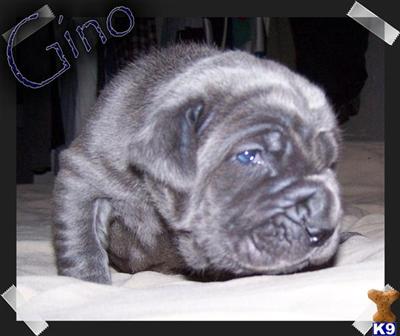 Neapolitan Mastiff Puppies for Sale