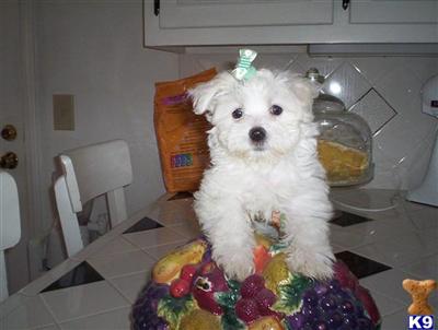 Maltese Puppies for Sale