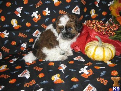 Mixed Breed Puppies for Sale