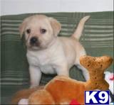 Puppies in MI