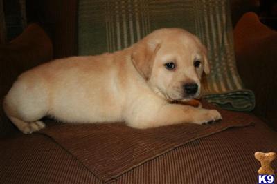 Puppies in MI