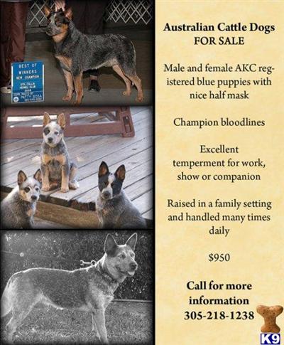 Australian Cattle Dog Puppies for Sale