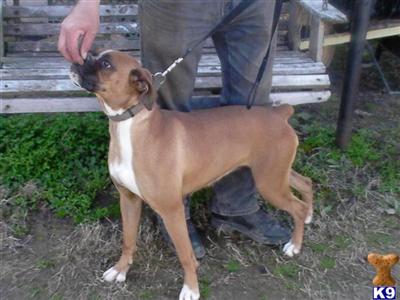 Dogs for Sale