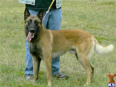 Stud Dogs - Belgian Malinois